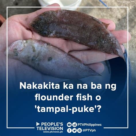 tampal puke fish|Flounder Fish [ TAMPAL PUKE Local name ] .